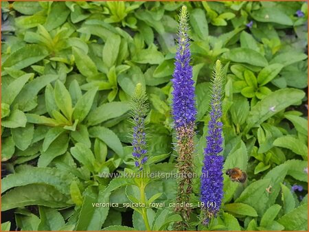 Veronica spicata &#39;Royal Candles&#39;