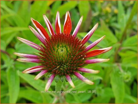 Echinacea purpurea &#39;Red Pearl&#39;