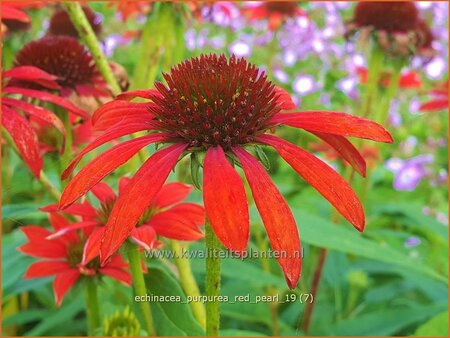 Echinacea purpurea &#39;Red Pearl&#39;