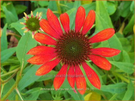 Echinacea purpurea &#39;Red Pearl&#39;