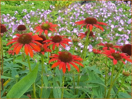 Echinacea purpurea &#39;Red Pearl&#39;