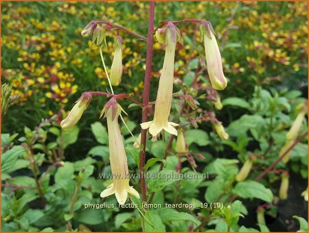 Phygelius rectus &#39;Lemon Teardrops&#39;