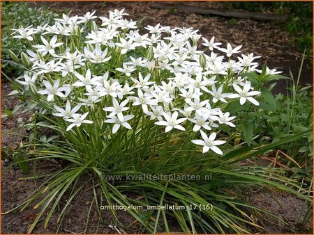 Ornithogalum umbellatum