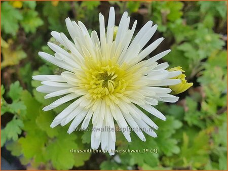 Chrysanthemum &#39;Havelschwan&#39;