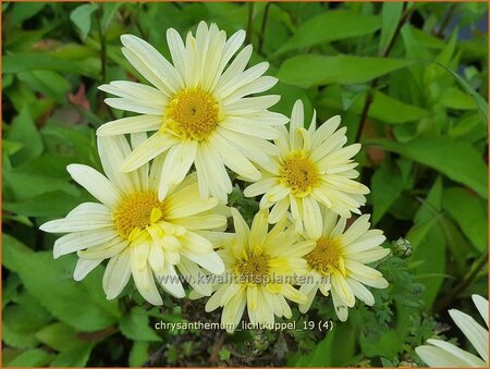 Chrysanthemum &#39;Lichtkuppel&#39;