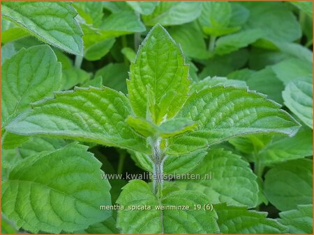 Mentha spicata 'Weinminze'