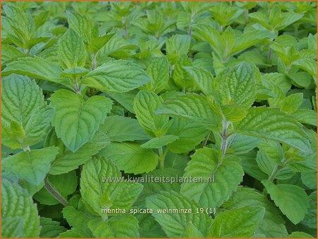 Mentha spicata 'Weinminze'