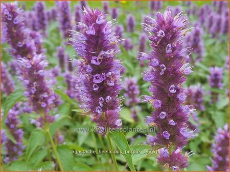 Agastache &#39;Beelicious Purple&#39;