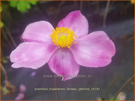 Anemone hupehensis &#39;Fantasy Jasmine&#39;