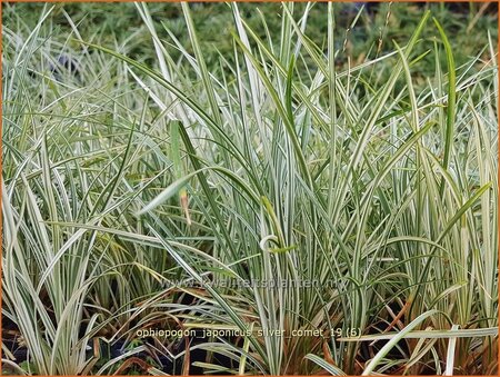 Ophiopogon japonicus &#39;Silver Comet&#39;