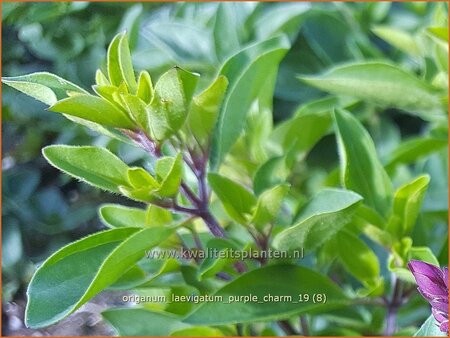 Origanum laevigatum &#39;Purple Charm&#39;