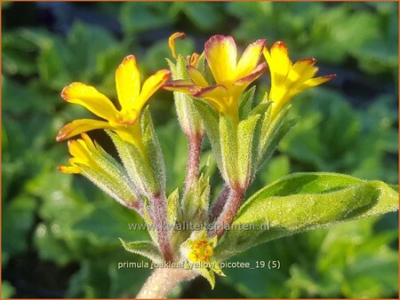 Primula &#39;Oakleaf Yellow Picotee&#39;