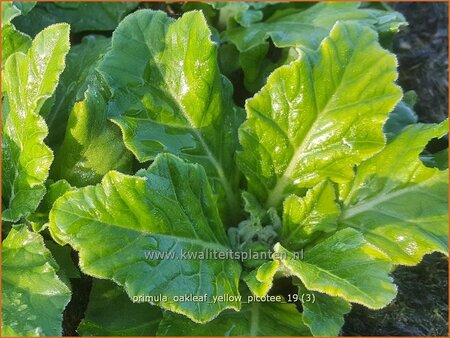 Primula &#39;Oakleaf Yellow Picotee&#39;