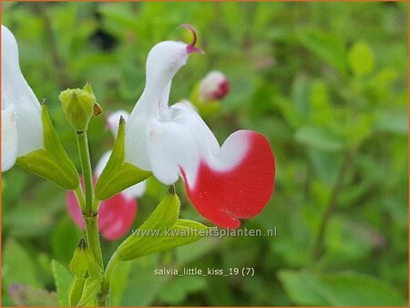 Salvia &#39;Little Kiss&#39;