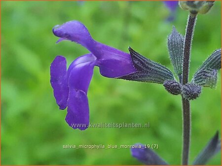 Salvia microphylla &#39;Blue Monrovia&#39;