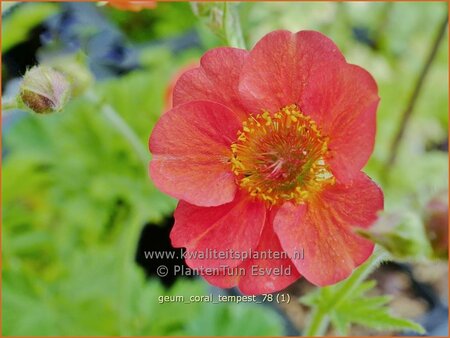 Geum &#39;Coral Tempest&#39;