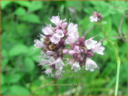 Origanum majorana