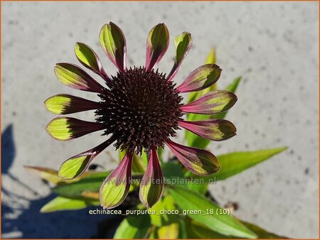 Echinacea purpurea &#39;Choco Green&#39;