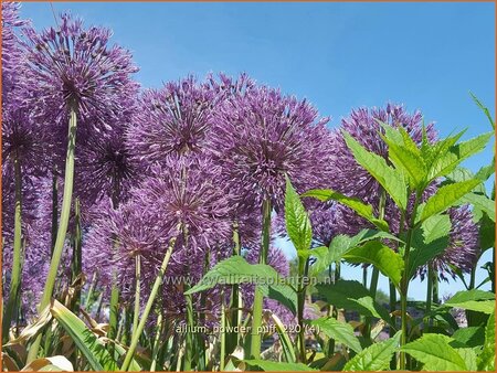 Allium &#39;Powder Puff&#39;