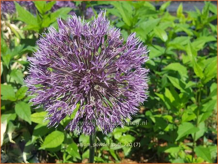 Allium &#39;Powder Puff&#39;