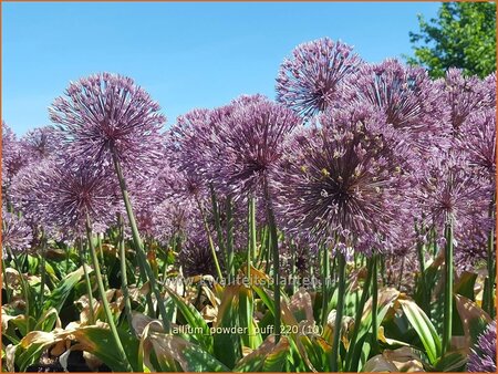 Allium &#39;Powder Puff&#39;