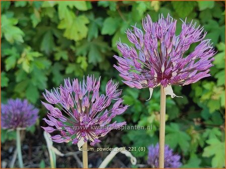 Allium &#39;Powder Puff&#39;