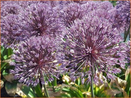 Allium &#39;Powder Puff&#39;