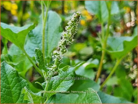 Chenopodium bonus-henricus