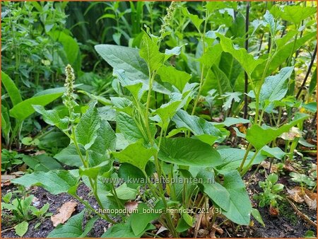 Chenopodium bonus-henricus