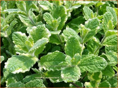 Mentha suaveolens &#39;Variegata&#39;