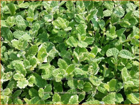 Mentha suaveolens &#39;Variegata&#39;