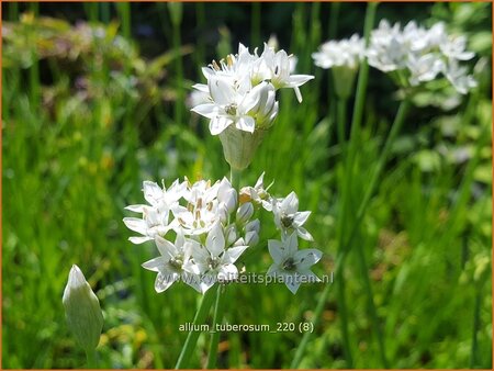 Allium tuberosum