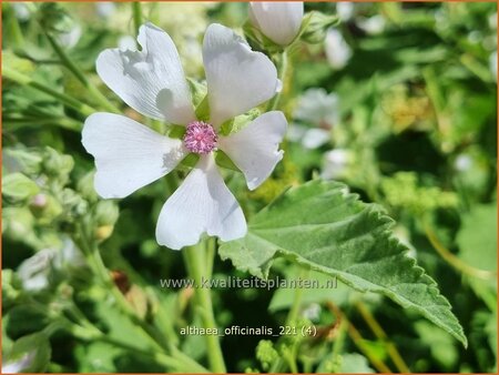 Althaea officinalis