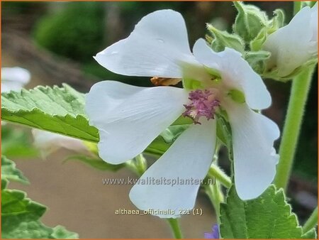 Althaea officinalis