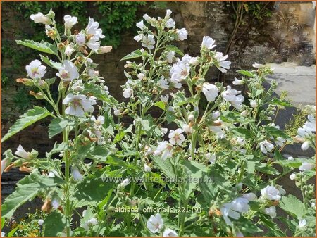 Althaea officinalis