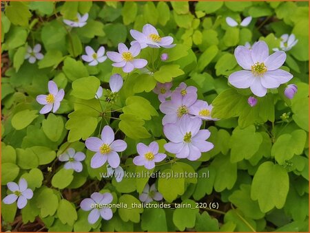 Anemonella thalictroides &#39;Tairin&#39;