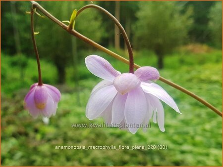 Anemonopsis macrophylla &#39;Flore Pleno&#39;