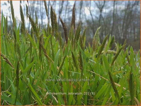 Anthoxanthum odoratum