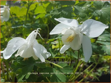 Aquilegia caerulea &#39;Spring Magic White&#39;