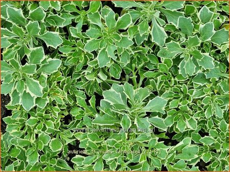 Aubrieta &#39;Dr. Mules Variegated&#39;