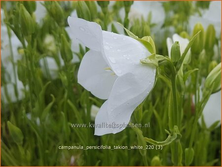 Campanula persicifolia &#39;Takion White&#39;