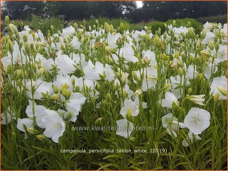 Campanula persicifolia &#39;Takion White&#39;