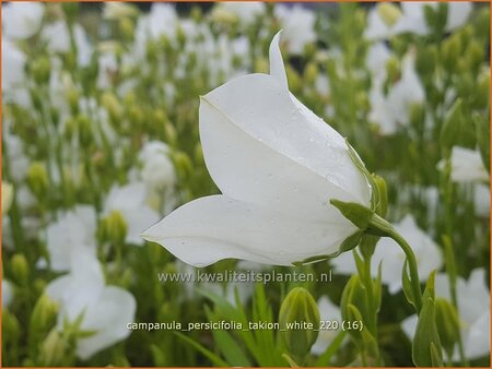 Campanula persicifolia &#39;Takion White&#39;