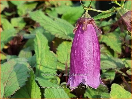 Campanula punctata &#39;Beetroot&#39;