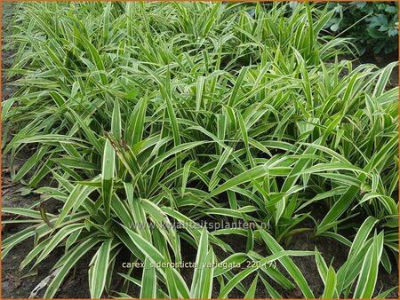 Carex siderosticta &#39;Variegata&#39;