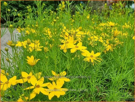 Coreopsis verticillata