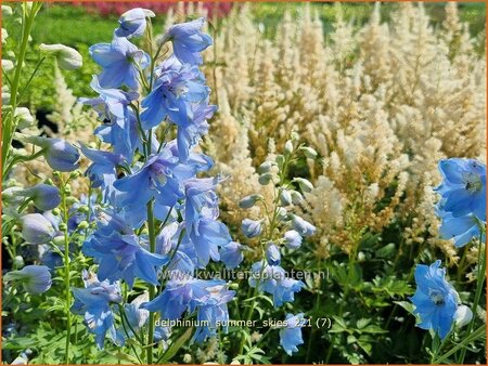 Delphinium &#39;Summer Skies&#39;