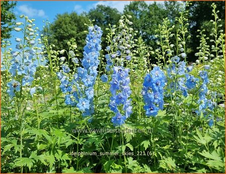 Delphinium &#39;Summer Skies&#39;