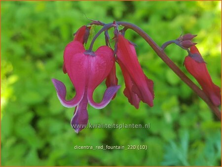 Dicentra &#39;Red Fountain&#39;