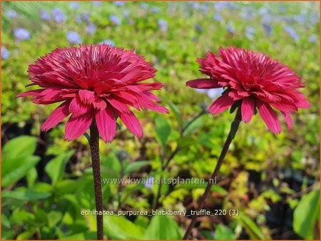 Echinacea purpurea &#39;Blackberry Truffle&#39;